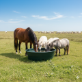 Abreuvoir pour vache et cheval 500L