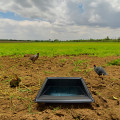 Abreuvoir avec une pente pour animaux sauvages